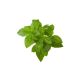 Basil