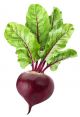 Beet