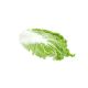 Lettuce