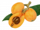 Loquat