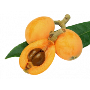 Loquat