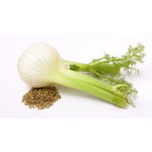 Fennel